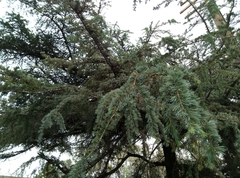 Pinopsida