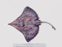 Dipturus acrobelus