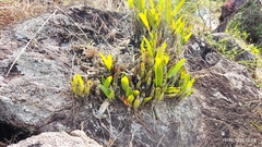 Epidendrum cilioccidentale