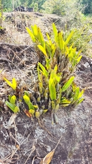 Epidendrum cilioccidentale