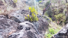 Epidendrum cilioccidentale