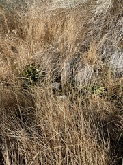 Fimbristylis thermalis