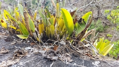 Epidendrum cilioccidentale