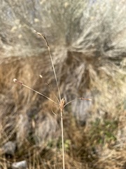 Fimbristylis thermalis