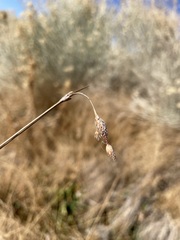 Fimbristylis thermalis
