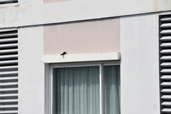 Hirundo rustica gutturalis