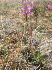 Primula pauciflora pauciflora