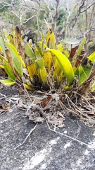 Epidendrum cilioccidentale