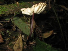 Marasmius berteroi
