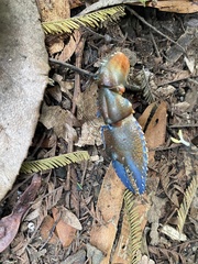 Euastacus woiwuru