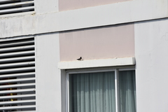 Hirundo rustica gutturalis