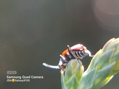 Anthocomus equestris