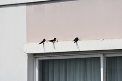 Hirundo rustica gutturalis