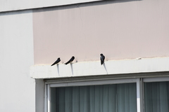 Hirundo rustica gutturalis