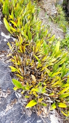 Epidendrum cilioccidentale