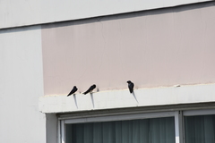 Hirundo rustica gutturalis