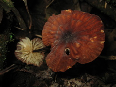 Marasmius berteroi