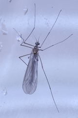 Trichocera columbiana