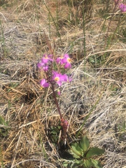 Primula pauciflora pauciflora