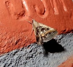 Acantholipes