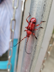 Dicelosternus corallinus