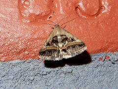 Acantholipes