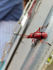 Dicelosternus corallinus