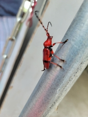 Dicelosternus corallinus