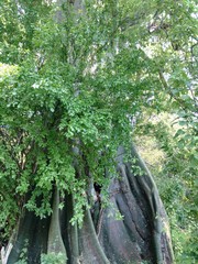 Ceiba trischistandra