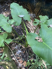 Zantedeschia aethiopica