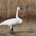 Tundra Swan - Photo no rights reserved, uploaded by Andy Wilson