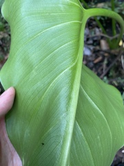 Zantedeschia aethiopica