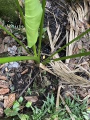 Zantedeschia aethiopica