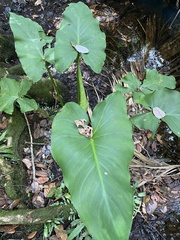 Zantedeschia aethiopica