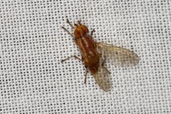 Helosciomyza
