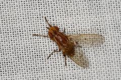Helosciomyza