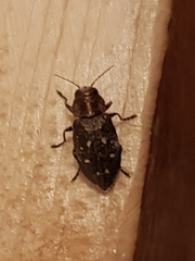 Phaenops drummondi