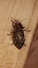 Phaenops drummondi