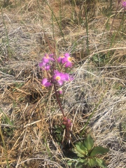 Primula pauciflora pauciflora