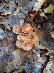 Collybiopsis biformis