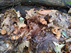 Collybiopsis biformis