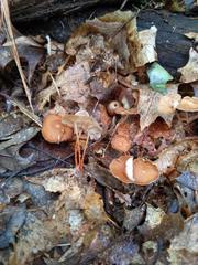 Collybiopsis biformis