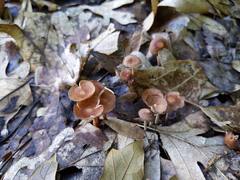 Collybiopsis biformis