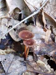 Collybiopsis biformis