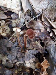 Collybiopsis biformis