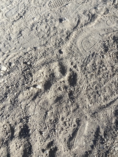 Mountain Lion photographed in Nevada
