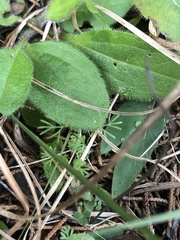 Spermolepis inermis