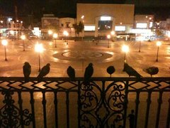 Columba livia domestica