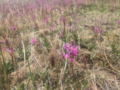 Primula pauciflora pauciflora