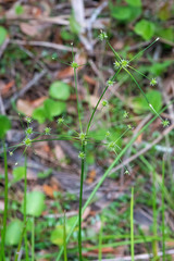 Juncus paludosus